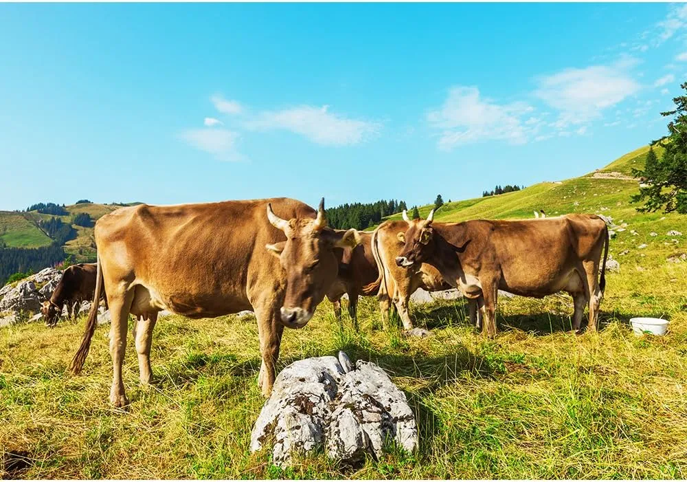wall26 - Cows Grazing in a Typical Alpine Landscape - Removable Wall Mural | Self-Adhesive Large Wallpaper - 66x96 inches